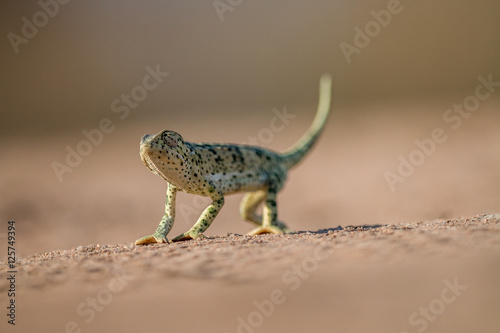 Flap-necked chameleon walking in the sand.