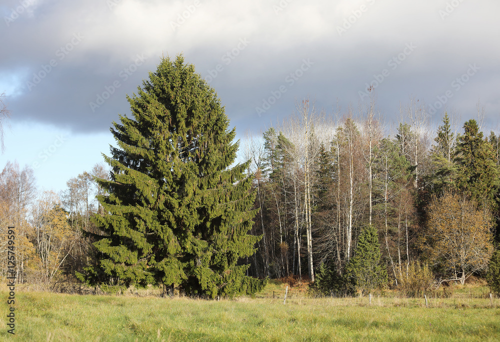 Very large and wide spruce tree on the meadow