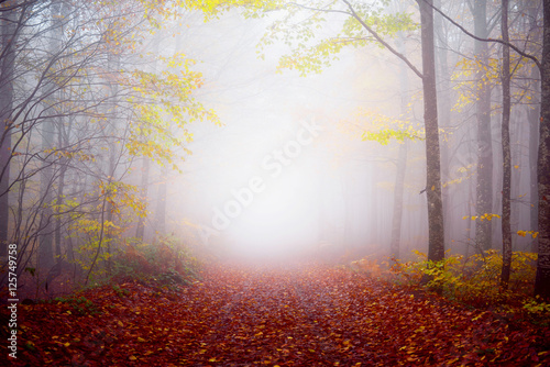 Ormanda sisli sonbahar sabahı photo