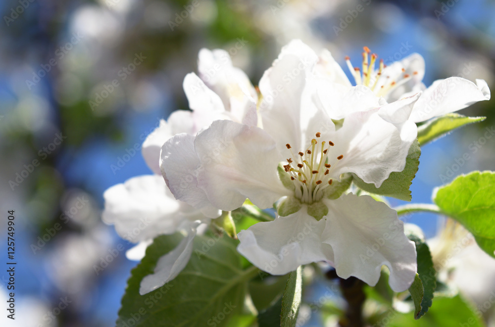 Obraz premium bright white apple flowers in bright light, beautiful bokeh, close-up, space for text