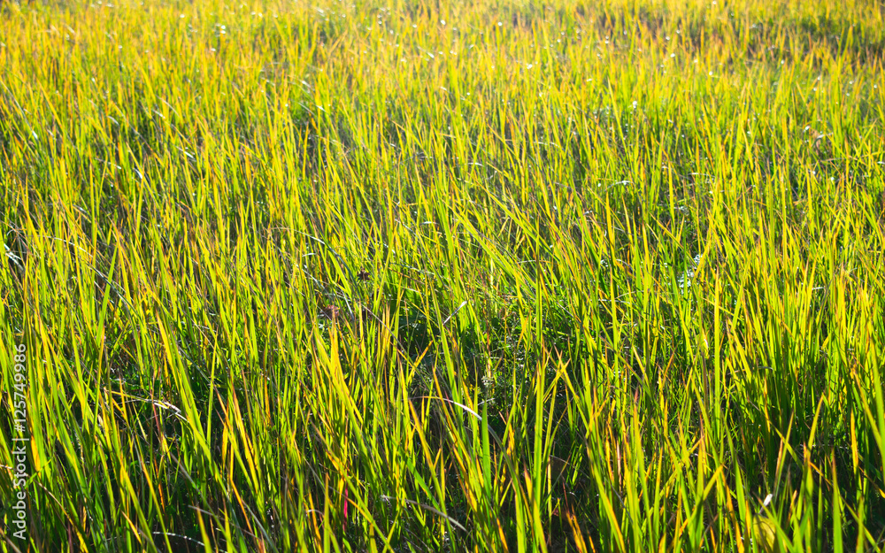 bright yellow green grass in the field autumn in the light of the sun