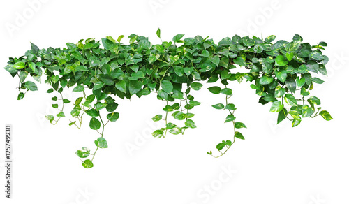 Photographie Heart shaped green leaves vine ivy plant bush of devil's ivy or golden pothos (Epipremnum aureum) isolated on white background with clipping path