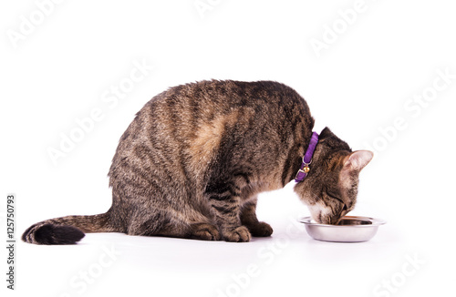 Profile of a brown tabby cat eating from a silver bowl, on white background © pimmimemom