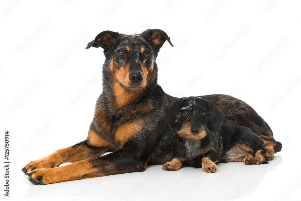 Zwei Hunde - Two dogs