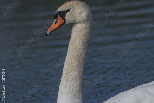 Fototapeta Naklejka Na Ścianę i Meble -  Swan in detail