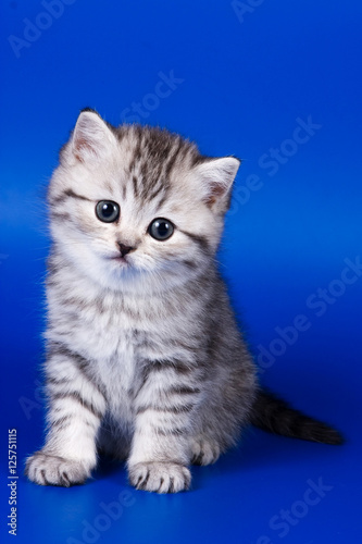 Kitten Scottish Fold cat on a blue background © Dixi_