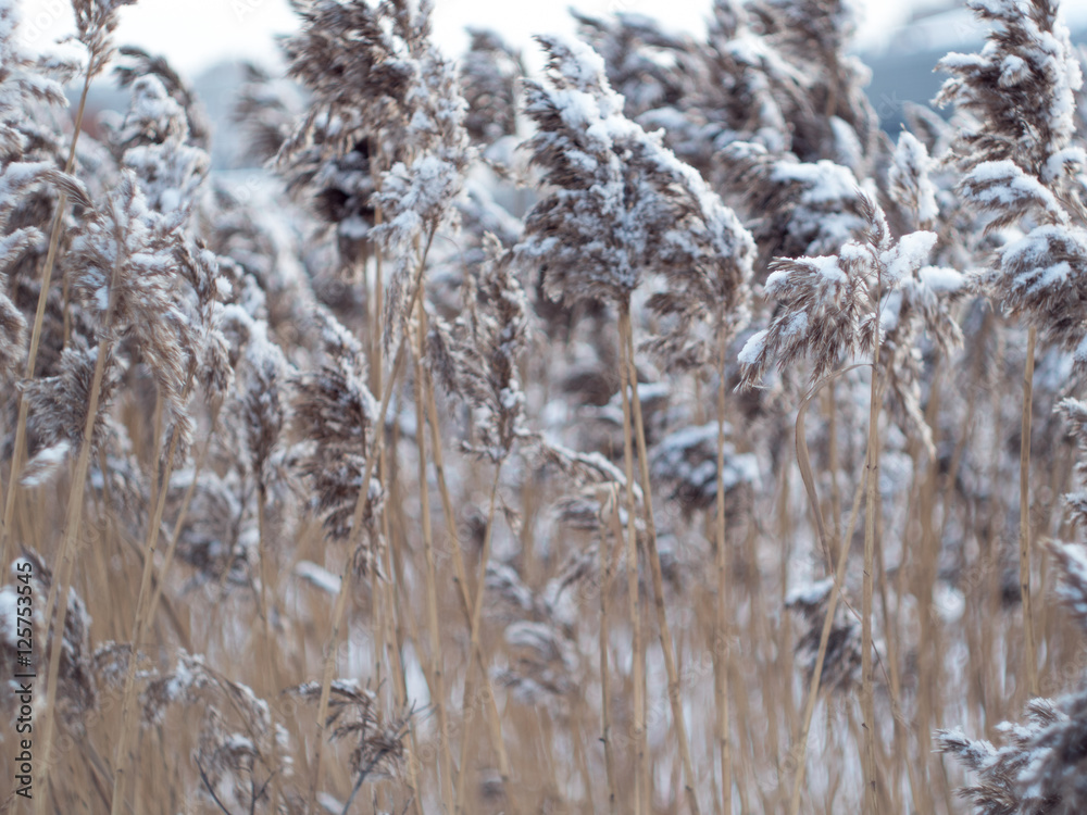 winter background. spikelets covered with frost winter background. spikelets covered with frost