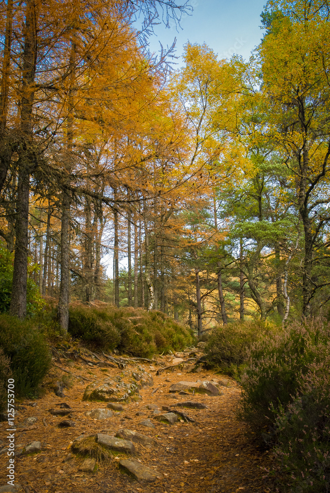 A portrait image of an autumnal forest trail in the Scottish highlands.