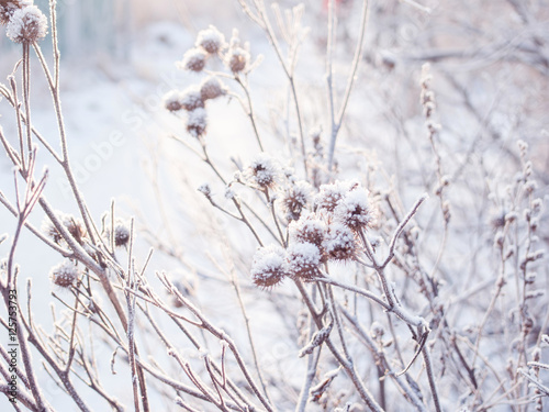 winter background. spikelets covered with frost © Ulia Koltyrina