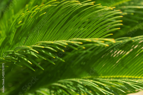detail of green plant leaves, palm