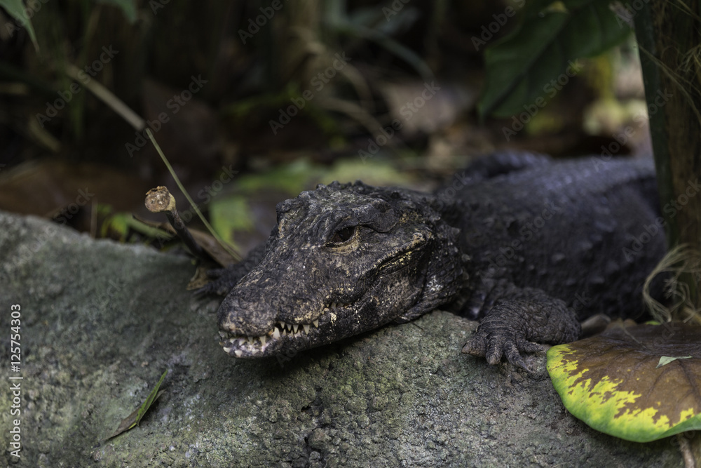 Obraz premium Caimano attende la preda