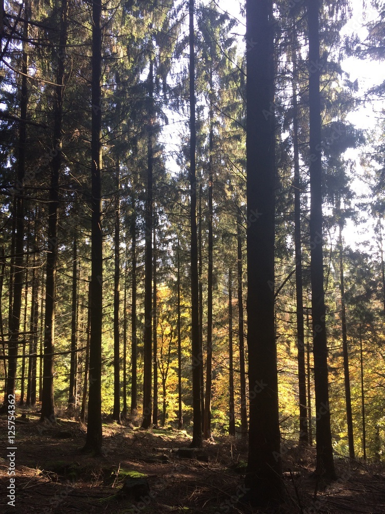 Obraz premium Im herbstlichen Wald