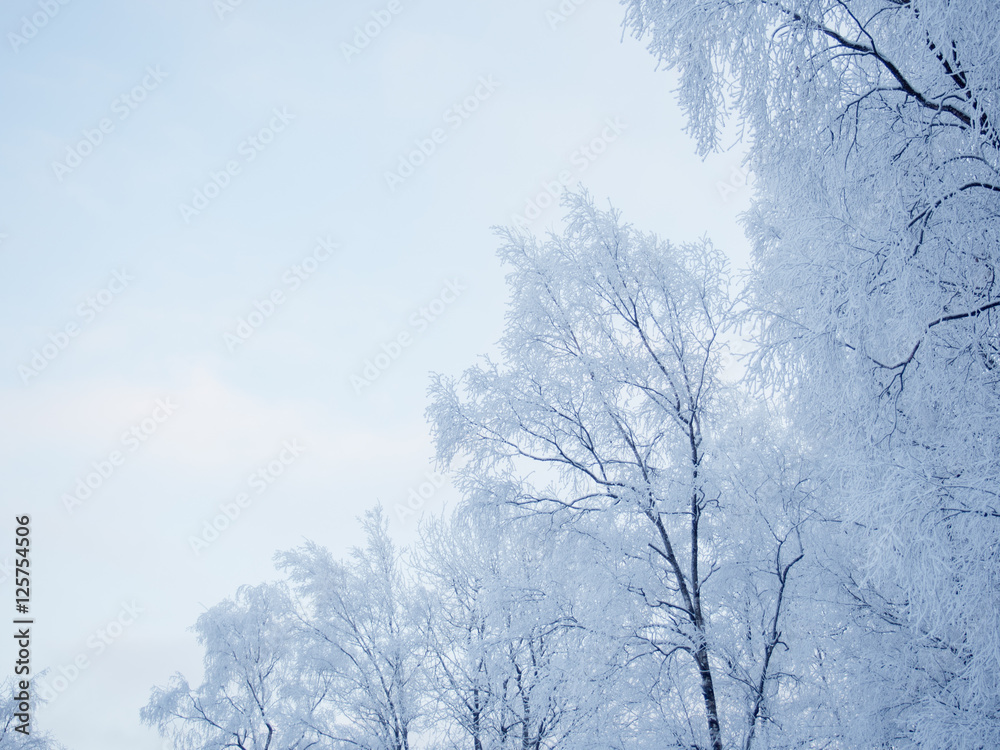 Winter forest landscape, beautiful nature, trees covered with frost