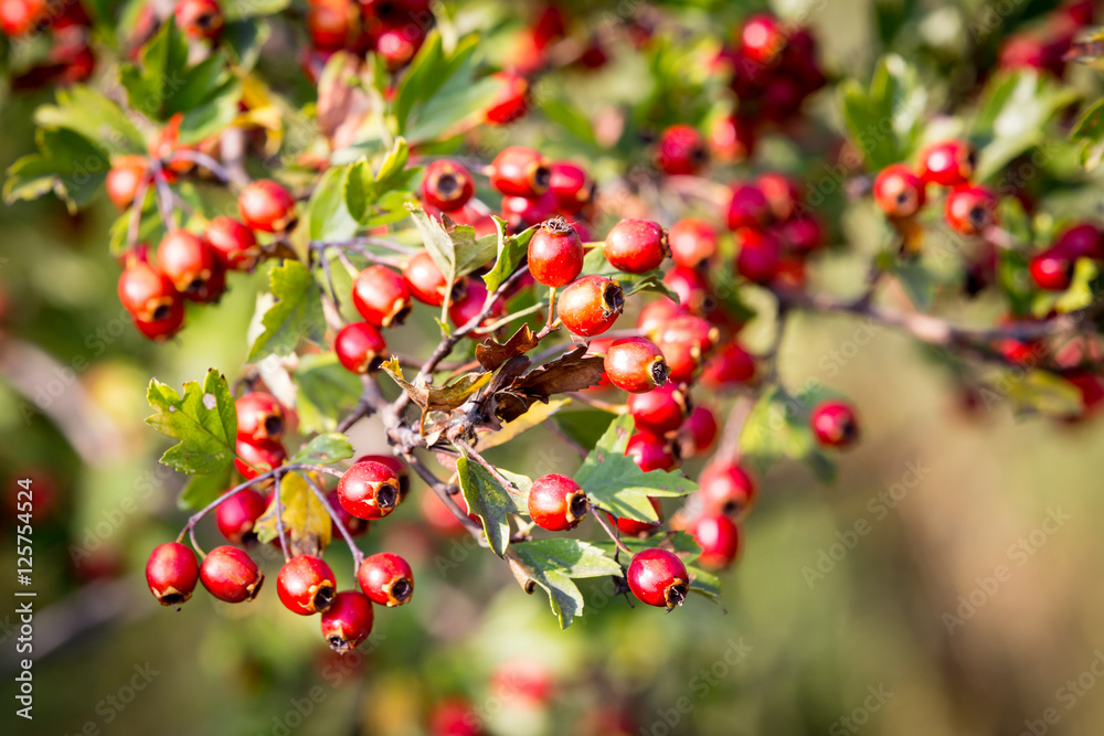 red berryes on hawthron twig red berryes on hawthron twig
