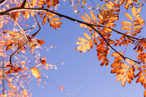 Bright-coloured rowan leaves in autumn with blue sky background