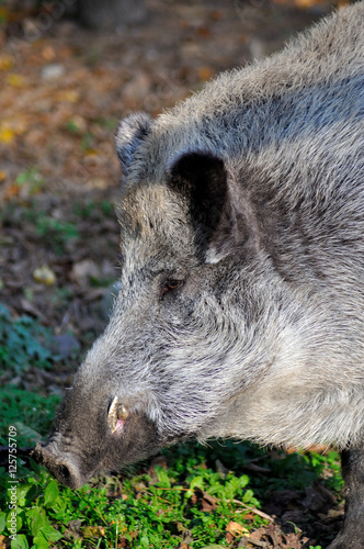 Boar