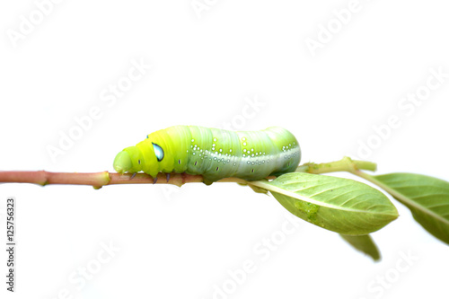 Caterpillar, Big green worm, Giant green worm on white background