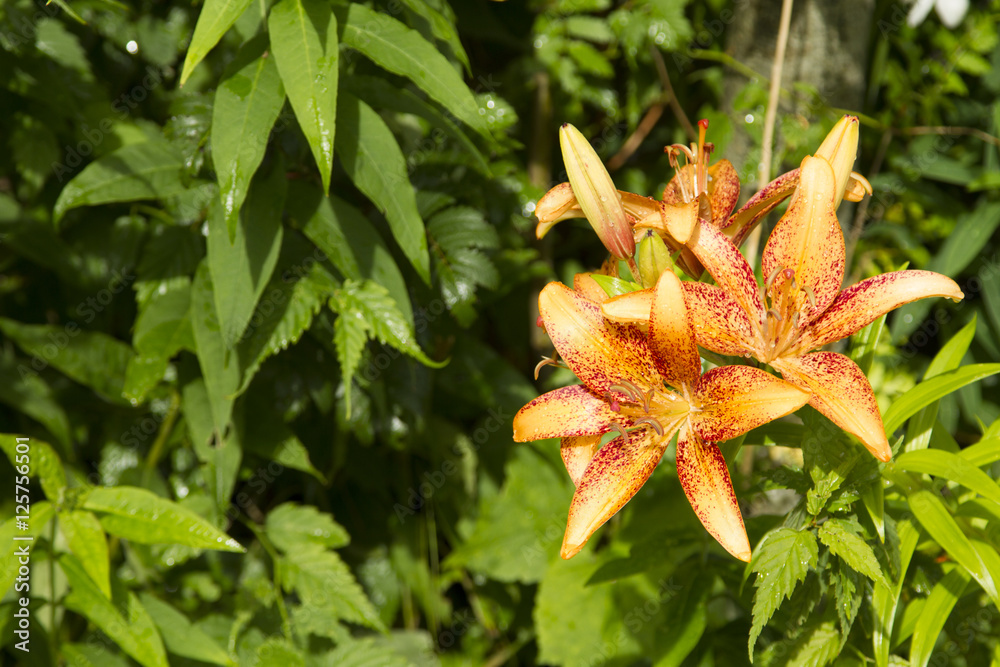 Orange Lily Orange Lily