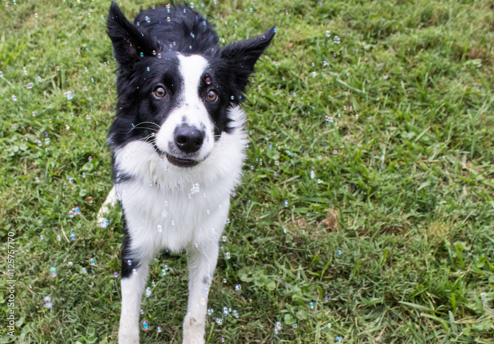 Border Collie with Bubbles
