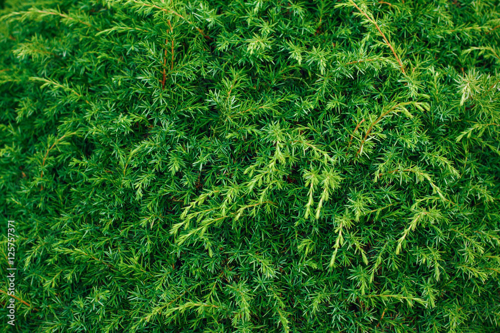 Green bushes. Trimmed bush texture. Green background. Green bushes. Trimmed bush texture. Green background.