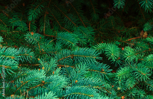 Background from green Fir tree branch. Fluffy young branch Fir tree.