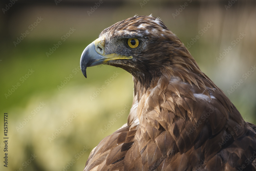 Detail of the head of an imposing golden eagle (Aquila chrysaetos). Detail of the head of an imposing golden eagle (Aquila chrysaetos).
