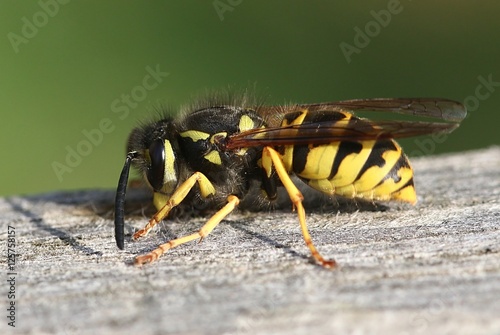 Male European common wasp (Vespula vulgaris) seen in profile.