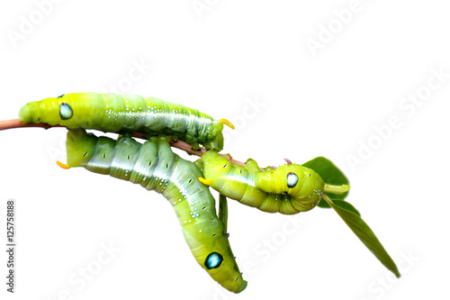 Caterpillar, Big green worm, Giant green worm on white background