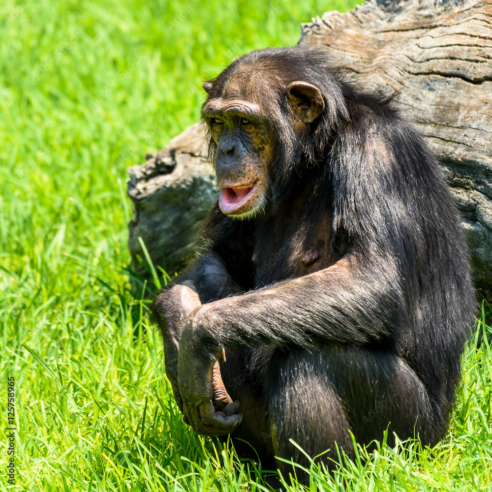 African Chimpanzee Portrait