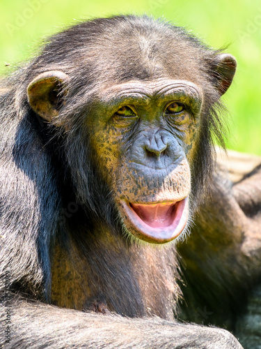 African Chimpanzee Portrait