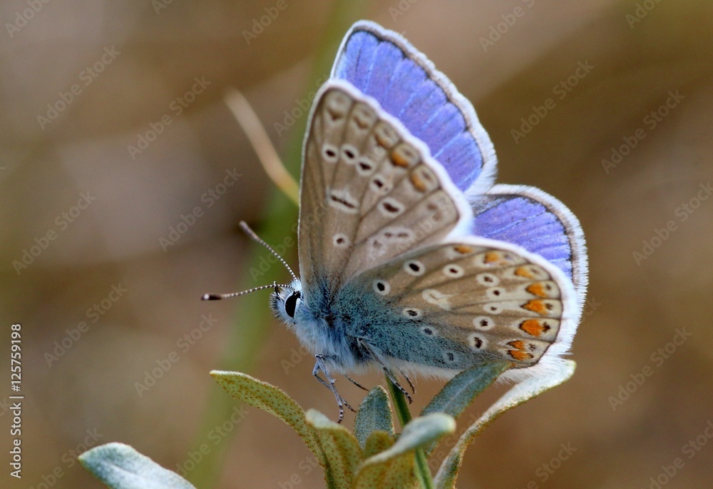 Fototapeta premium Male European Common Blue butterfly (Polyommatus icarus) showing inner wings.
