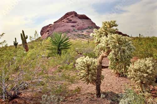 Joshua Trees Saguaro Cactus Desert Botanical Garden Phoenix Ariz photo