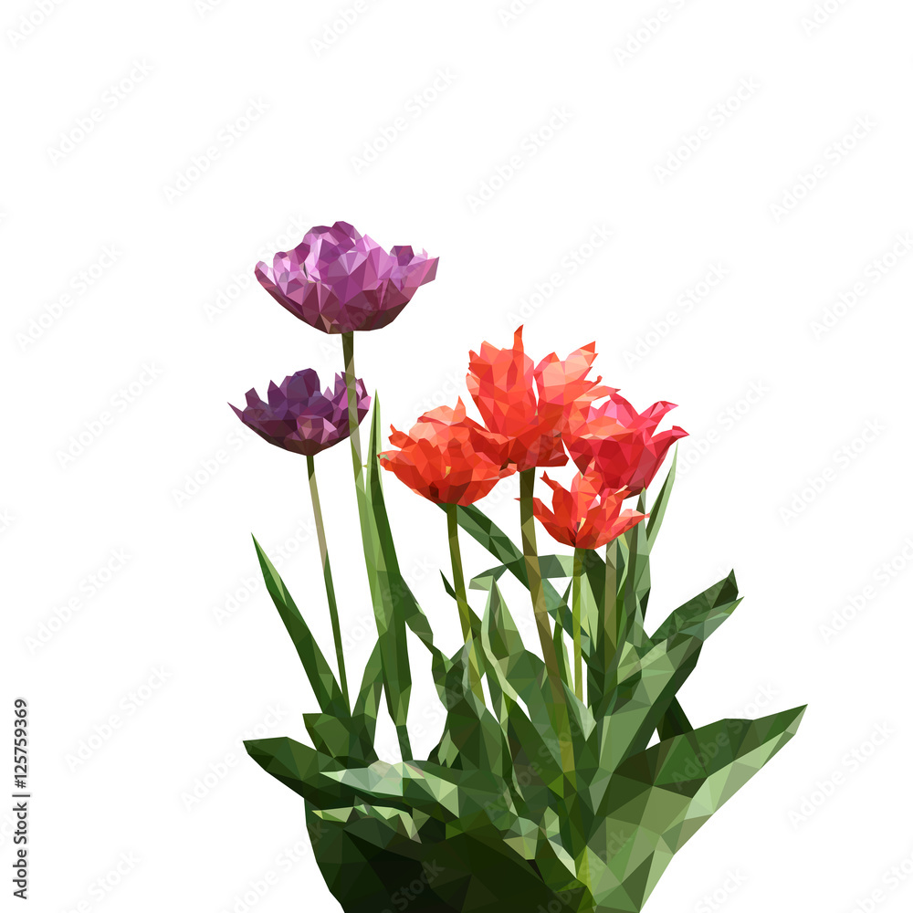 Tulip triangulated. bouquet of flowers, purple Tulip triangulated. bouquet of flowers, purple