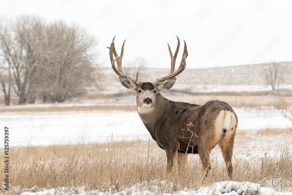 Fototapeta premium Mule Deer Buck in Snow