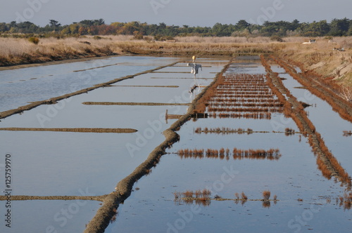 l'île de Ré à vélo photo