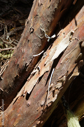 Peeling bark of Western Redcedars photo