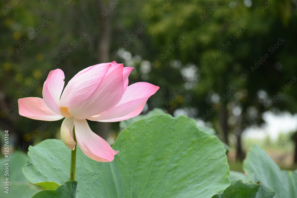 Lotus flower, Nelumbo nucifera, known by a number of names including Indian Lotus, Sacred Lotus, Bean of India, or simply Lotus, is a plant in the monotypic family Nelumbonaceae. Lotus flower, Nelumbo nucifera, known by a number of names including Indian Lotus, Sacred Lotus, Bean of India, or simply Lotus, is a plant in the monotypic family Nelumbonaceae.
