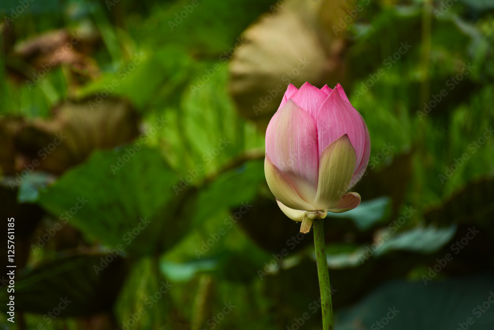 Lotus flower, Nelumbo nucifera, known by a number of names including Indian Lotus, Sacred Lotus, Bean of India, or simply Lotus, is a plant in the monotypic family Nelumbonaceae.