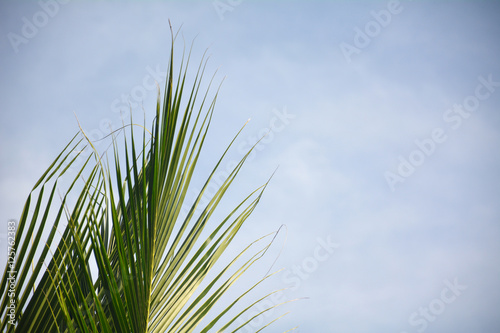 Coconut leaf background blur of blue sky.