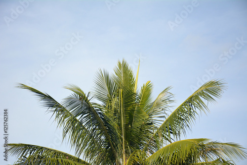 Coconut leaf background blur of blue sky.