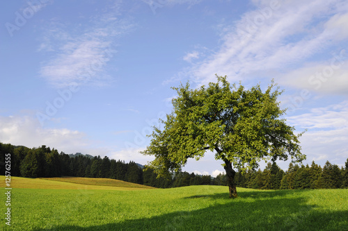 Wiese mit Baum am Waldrand im Sommer © Ewald Fröch
