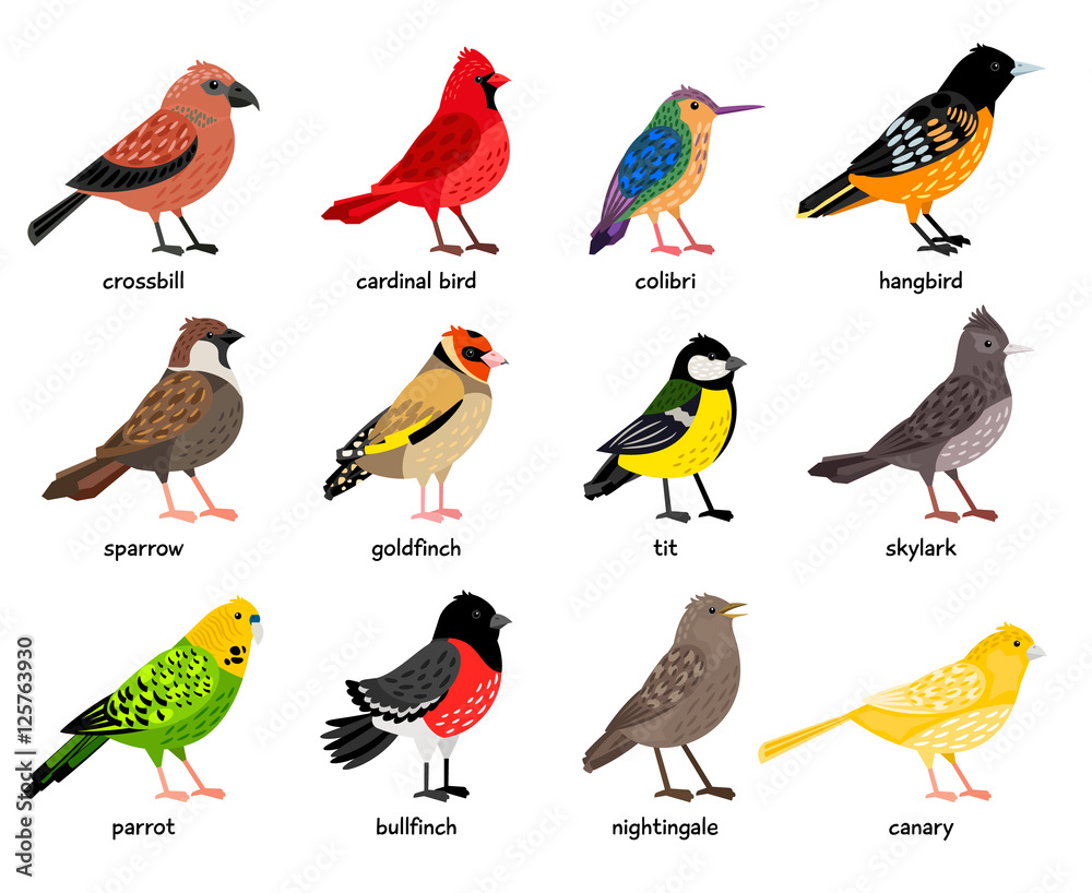 Colorful Birds Names
