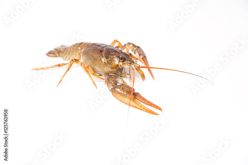 Crayfish on the white