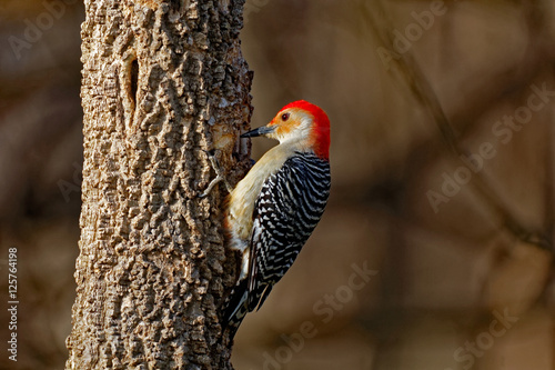 Red-Bellied Woodpecker on a Tree