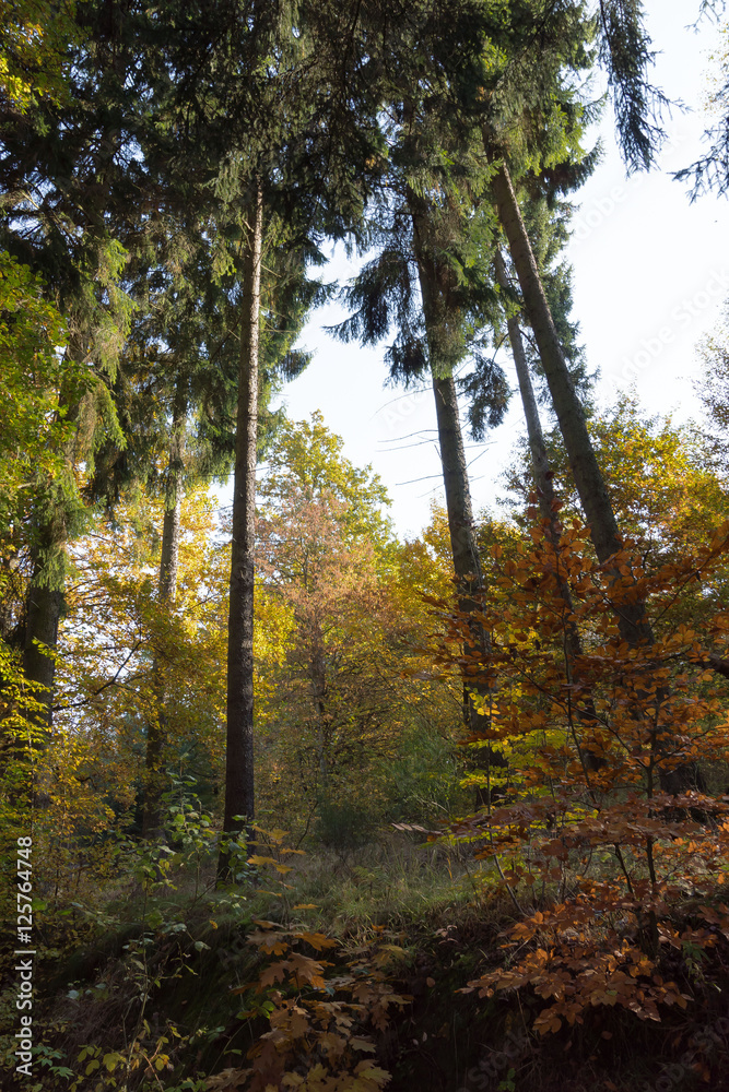 Herbstland- Mischwald