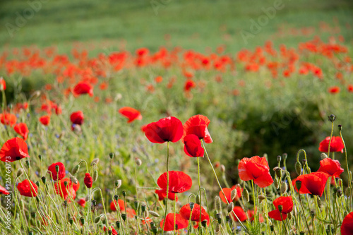 Poppy Field