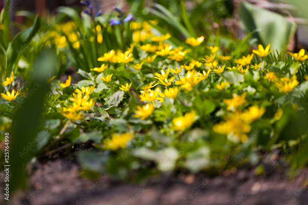 yellow flowers on green background yellow flowers on green background