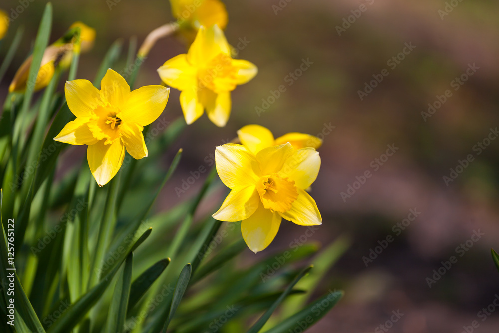 Yellow daffodil flower in the field. Daffodil flowers in sunlight.Field of yellow daffodils or yellow narcissus or suisen Yellow daffodil flower in the field. Daffodil flowers in sunlight.Field of yellow daffodils or yellow narcissus or suisen