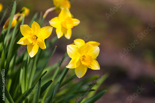 Yellow daffodil flower in the field. Daffodil flowers in sunlight.Field of yellow daffodils or yellow narcissus or suisen