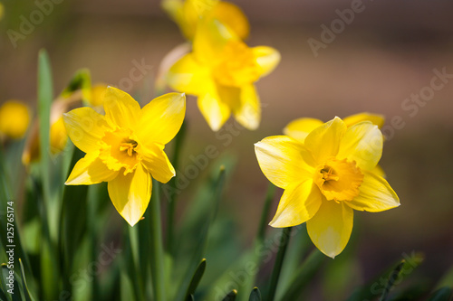 Принти на полотні Yellow daffodil flower in the field